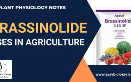 brassinolides
