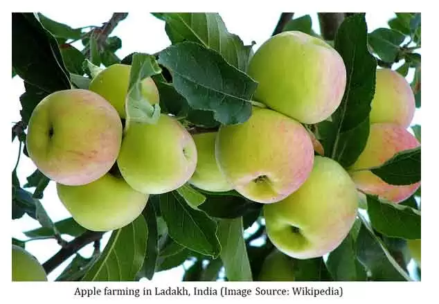 brassinosteroids in agriculture