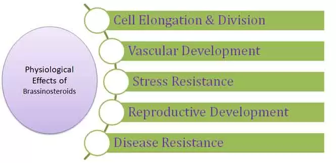 brassinosteroids functions