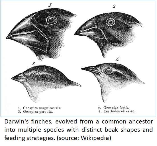 adaptive radiation in evolution