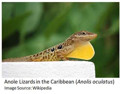 anole lizard adaptive radiation