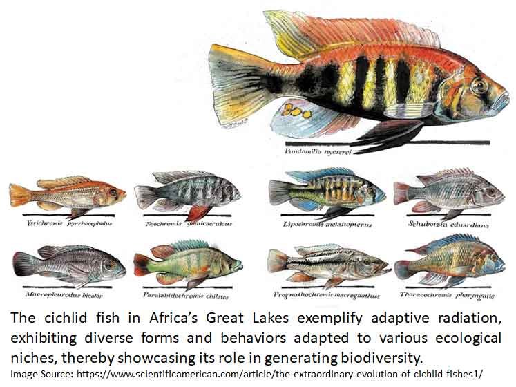 cichlid fish adaptive radiation