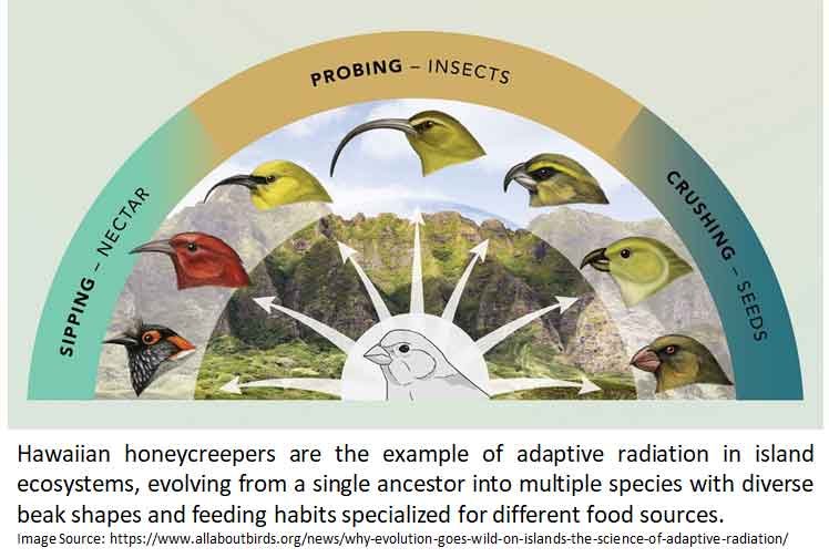 evolution of beaks in honeycreepers