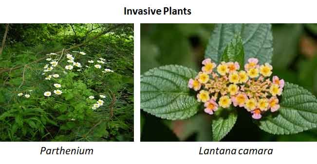 evolution of invasive species