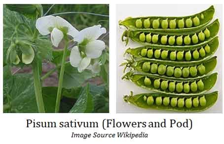 importance of pea plant in genetics