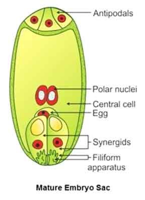 structure of embryo sac