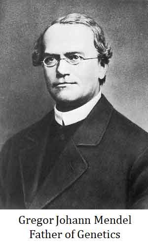 father of genetics