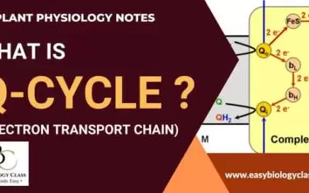 simple explanation of q cycle