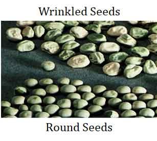 round and wrinkled seeds of pea