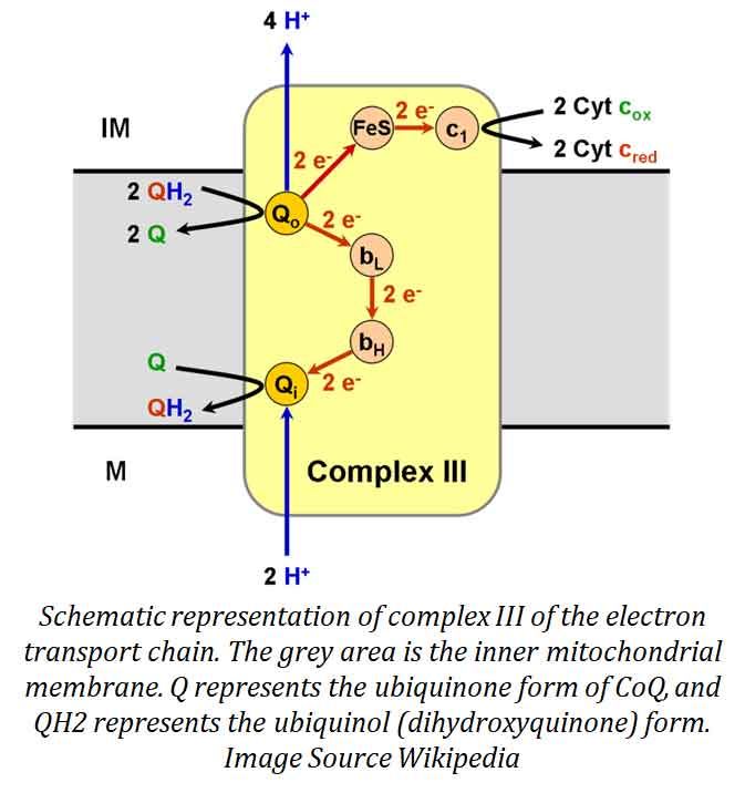 Q Cycle in Electron Transport Chain