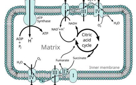 importance of q10 in electron transport chain