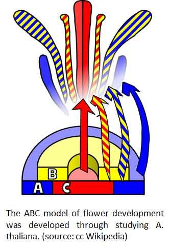 flower development abc model