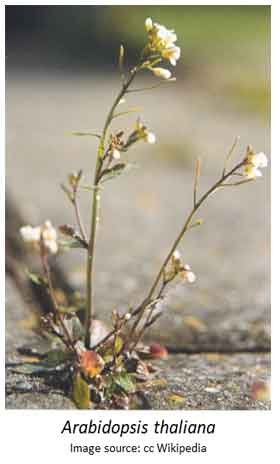 Arabidopsis thaliana as a Model Organism
