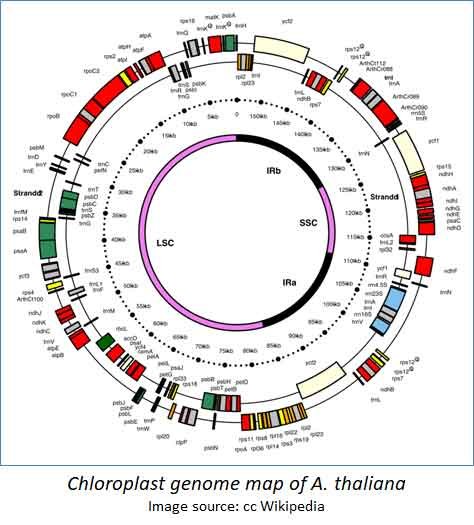 cp genome of arabidopsis