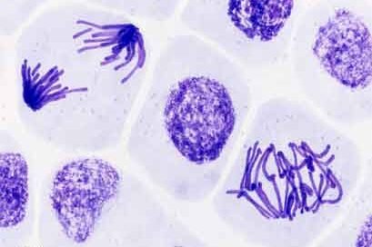 Distinguish between Mitosis and Meiosis