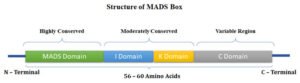 MADS box Gene | EasyBiologyClass