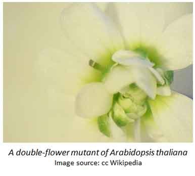 mutations in arabidopsis