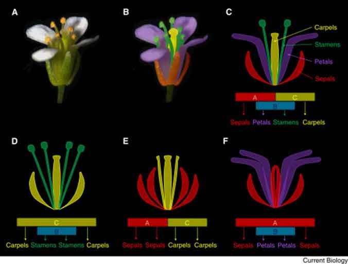 gene mutation in abc model