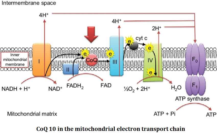 Importance of Coenzyme Q10 | EasyBiologyClass