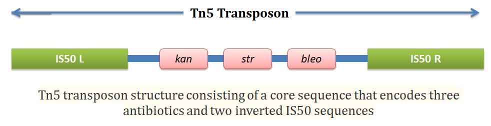 tn5 transposon