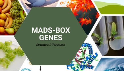 what is mads box