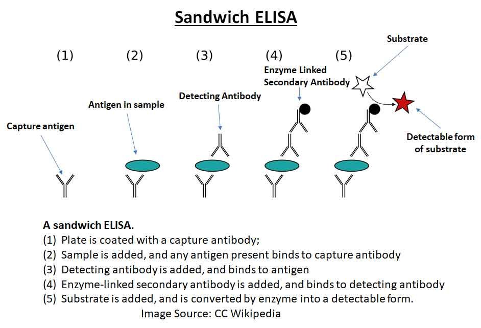 ELISA Short Notes | EasyBiologyClass