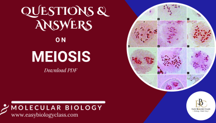 Meiosis Questions and Answers