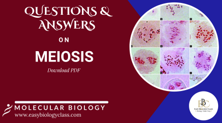 Meiosis Questions and Answers