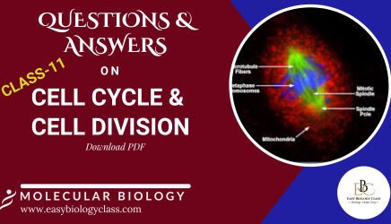 Cell Cycle and Cell Division Class 11 Questions and Answers