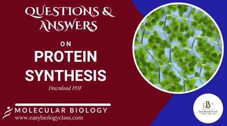 Protein Synthesis Questions and Answers