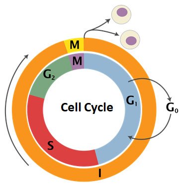 phases of cell cycle