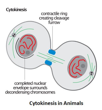 animal cell cytokinesis