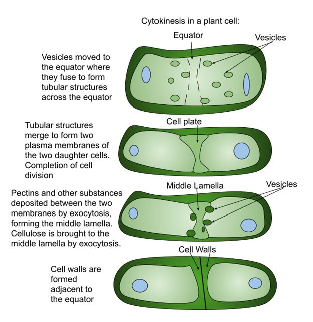 plant cell cytokinesis