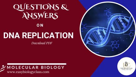 DNA Replication Questions and Answers PDF