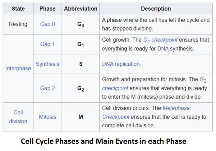 cell cycle stages