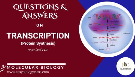 Transcription Questions and Answers
