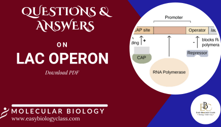 lac operon questions and answers