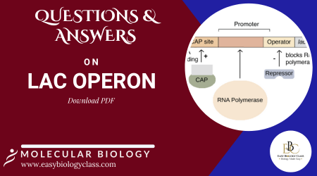 lac operon questions and answers