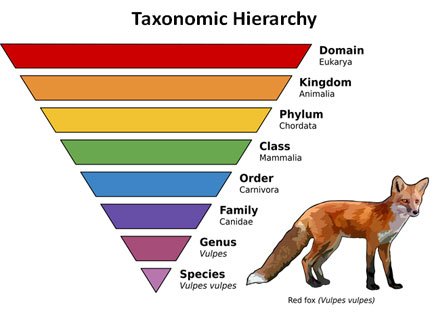 hierarchy in taxonomy