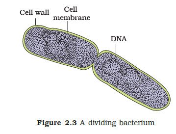 how bacteria divide