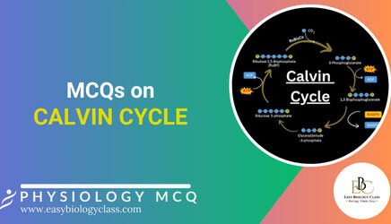 calvin cycle mcqs