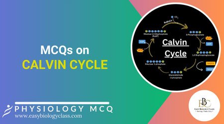 calvin cycle mcqs
