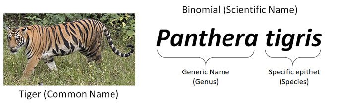 binomial nomenclature