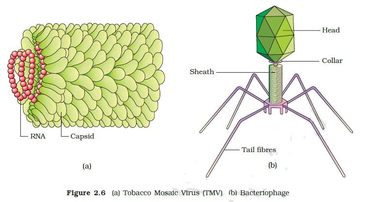 bacteriophage structure