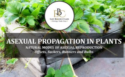 Asexual Propagation in Plants PPT