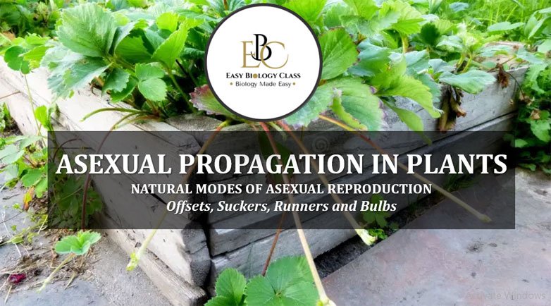 Asexual Propagation in Plants PPT