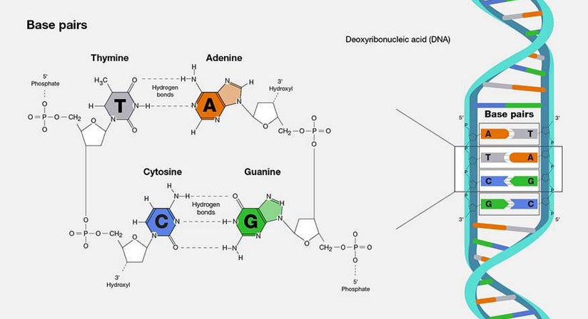 chargaff rule questions