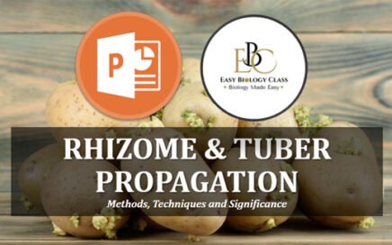 rhizome and tuber propagation ppt