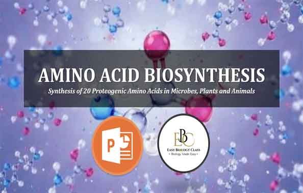 Biosynthesis of Amino Acids PPT