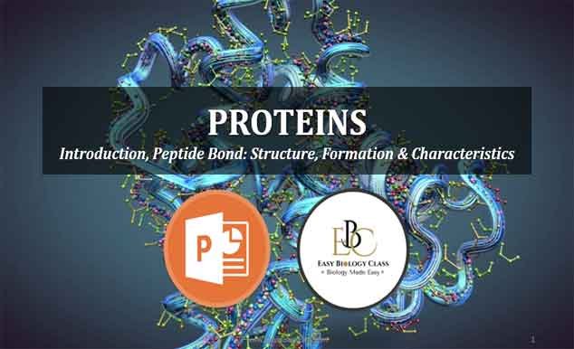 characteristics of peptide bond ppt